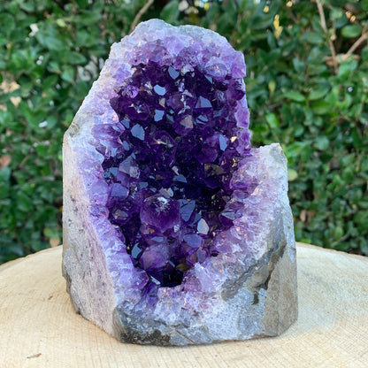 1.57kg 14x10x10cm Purple Amethyst Cluster Cutbase Grade Extra from Uruguay