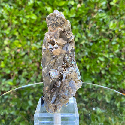 322g 12x5x6cm Brown Chalcopyrite with Gold Siderite from Guizhou,China