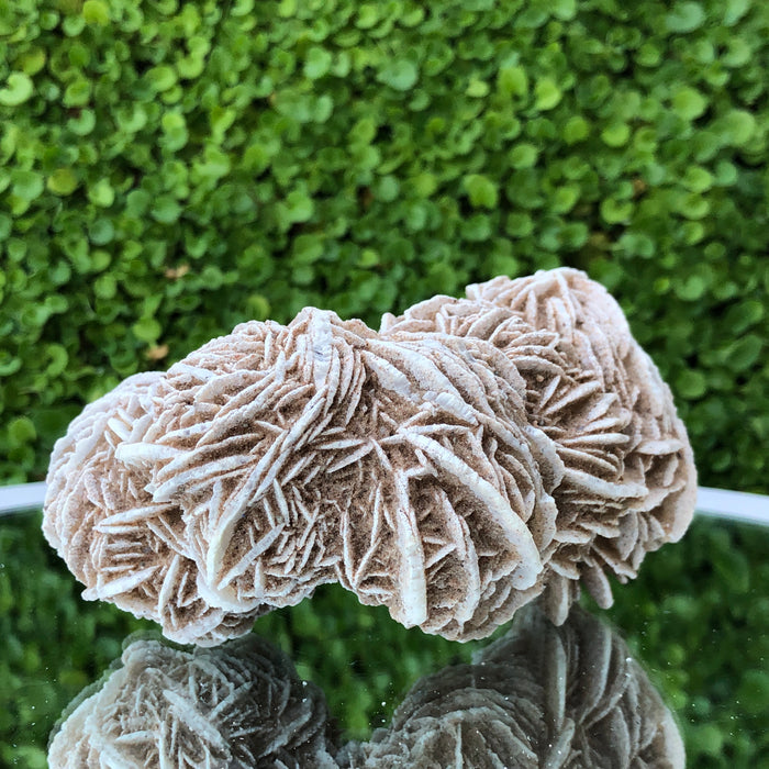 353g 11x7x7cm Desert Rose White Selenite from Morocco