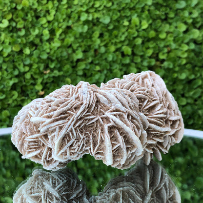 353g 11x7x7cm Desert Rose White Selenite from Morocco