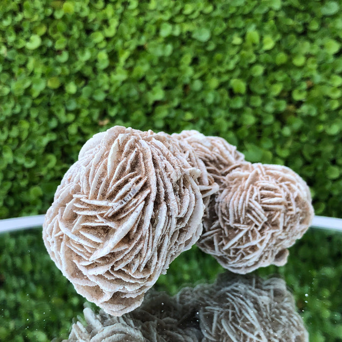 353g 11x7x7cm Desert Rose White Selenite from Morocco