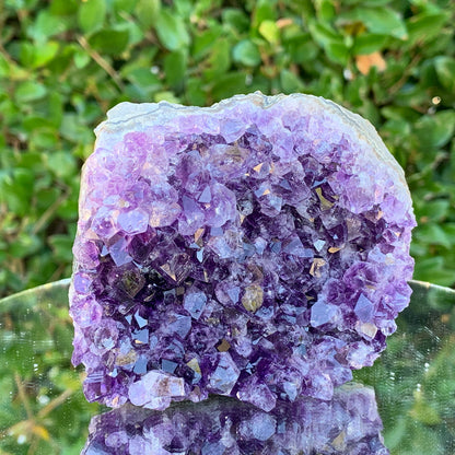 434g 10x9x5cm Purple Amethyst Cluster Cut Base from Uruguay